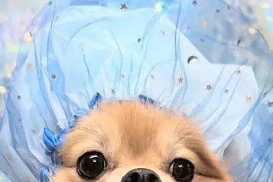 トリミング後に撮影してもらった犬→友人に見せると『オペ中の赤ちゃん』と言われ…納得せざるを得ない一枚に2万いいね「意味不明で草」「顔w」