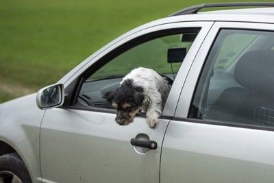 車窓から身を乗り出す犬
