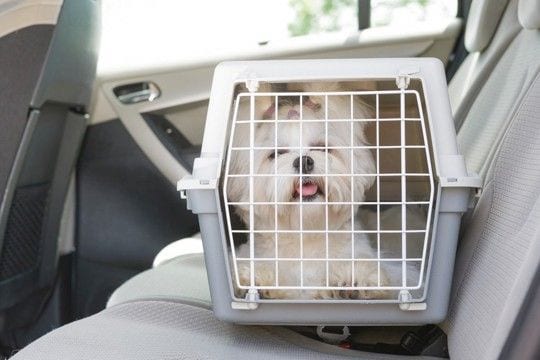 犬を連れて『帰省』するときの注意点5つ　愛犬と長距離移動する場合に必要な事前準備とは？
