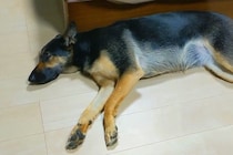 パパに『ベッドで一緒に寝よう』と誘われても無視する犬→ママの場合は…あからさま過ぎる『態度の違い』に反響「ハッキリｗ」「パパどんまい」