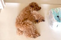 毎日『犬のお腹を撫ですぎた』結果→近づいただけで…まさかの『横柄な態度』が58万再生「人検知センサーで草」「撫でさせてあげてるみたいなｗ」