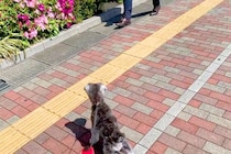 突然『いるはずのないパパ』が現れたら、犬はどうするのか？検証した結果→尊すぎる『気付いた瞬間の反応』に「最高に可愛い」「嬉しいね」の声