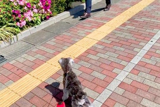 突然『いるはずのないパパ』が現れたら、犬はどうするのか？検証した結果→尊すぎる『気付いた瞬間の反応』に「最高に可愛い」「嬉しいね」の声