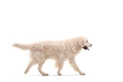 通りすぎる犬