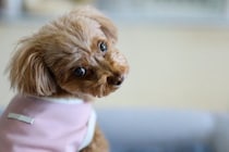 犬が飼い主を無視して通りすぎる『5つの心理』なぜ目の前を素通りして行くの？