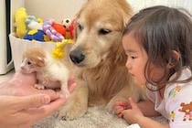 『2匹の赤ちゃん子猫』を預かった結果→気になった『女の子と犬たち』が…尊すぎる『仲間が増えた瞬間』が30万再生「お世話上手」「目が優しい」