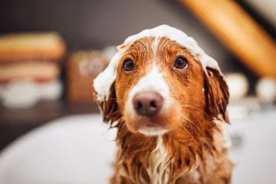 頭に泡をのせているシャンプー中の犬