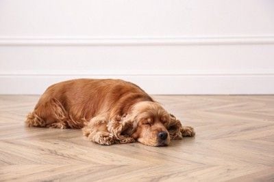 床に伏せて目をつむっている犬