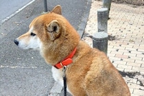 お散歩中、犬が『動きたくない』と拒否→足元を見てみると…想像を上回る『まさかの光景』に5万いいね集まる「逆にすごいｗ」「ハチ公かな？」