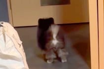 生後3ヶ月の赤ちゃん犬に『ボールを投げた』結果→なぜか取らずに戻ってきて…尊すぎる『理由』が30万再生「犬生1周目」「抱きしめたい…」