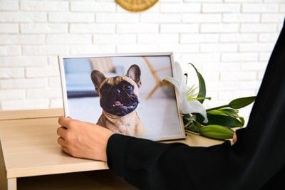 遺影を飾る飼い主