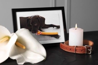 黒い犬の遺影