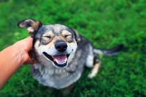 犬の幸福度を高める『撫で方』4選　愛犬を幸せにする接し方のコツや触られると嬉しい場所まで