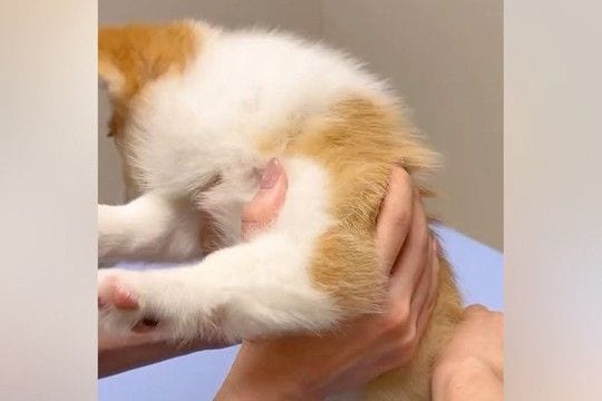 病院に注射を打ちに来た赤ちゃん犬→『怖がって暴れている』と思ったら…とんでもなく可愛い『抵抗の仕方』に悶絶「可愛すぎて笑う」「顔がｗ」