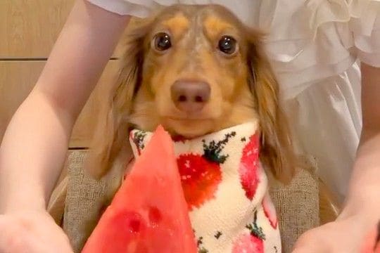 なぜかスイカを食べようとしない犬→小さくカットして出してみたら…貴族のような『上品な食べ方』が71万再生「お嬢様すぎるｗ」「人間みたい」