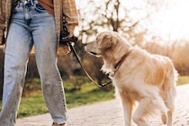 犬の飼い主による『マナー違反』7選　他人に迷惑をかける危険行為や必ず守るべきルールまで
