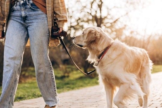犬の飼い主による『マナー違反』7選 他人に迷惑をかける危険行為や必ず守るべきルールまで