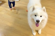 小さな男の子が大型犬の後ろで『特殊部隊』に扮して…おもしろ可愛い『シュールな光景』に6万いいね「SWAT出動してて草」「確かに熊サイズｗ」