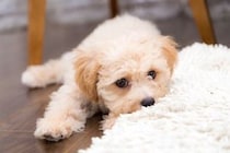 犬がクーンと鳴く時の心理とは？