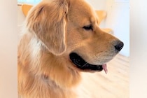 病院の待合室で『診察待ちする大型犬』→他の犬の鳴き声が聞こえた瞬間…わかりやす過ぎる『表情の変化』が12万再生「笑っちゃった」「顔ｗｗ」
