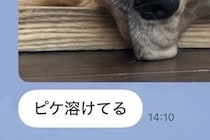 夏休みで家にいる娘からLINE→『大型犬が溶けてる』と写真が送られてきていて…『愛おしい一枚』に1万いいね「たぷたぷで草」「無防備ｗｗ」