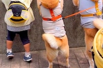 3歳の女の子と犬2匹が『動物園に行った』結果→みんなで並んで…人間にしか見えない『まさかの光景』に2万いいね「後ろ姿がｗ」「夢中で可愛い」