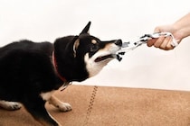 犬に対して『大声を出す』のがNGな理由3つ　愛犬がイタズラしたときの正しい叱り方まで