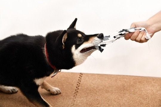 犬に対して『大声を出す』のがNGな理由3つ 愛犬がイタズラしたときの正しい叱り方まで