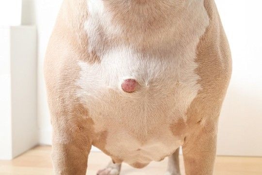 犬の体に『しこり』を見つけたらどうすべき?考えられる病気や受診のサインまで