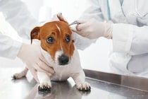 犬の外耳炎が治らない！注意したい「耳のしこり」の種類と特徴【獣医師執筆】