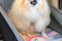 ドライブで大喜びする犬→行き先が『トリミングサロン』と気づいた瞬間…わかりやす過ぎる『絶望顔』に4万いいね「頭の中真っ白ｗ」「可愛いｗ」