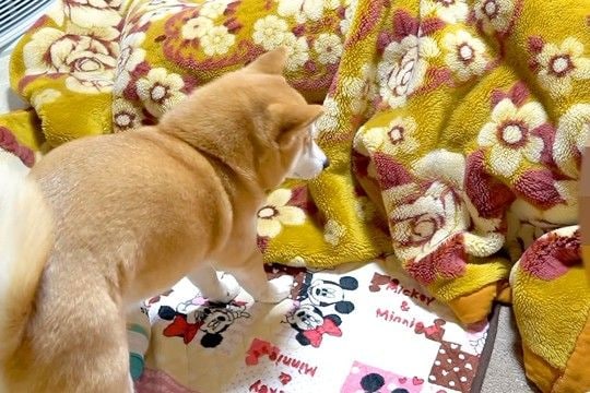 毛布で寝ていたら、トコトコとやってきた犬→『おいで』と声をかけた結果…『愛おしくてたまらない光景』が23万再生「可愛すぎる」「羨ましい」