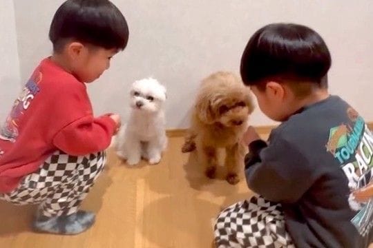 双子の小さな男の子が、2匹の犬に『お名前は?』と質問をした結果→微笑ましい『勘違い』に反響「かわいい」「温度差半端ないけどほっこり」