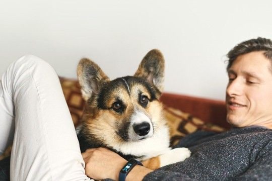 犬が飼い主を『踏みつける』心理5選 上に乗ってくる理由や止めさせる方法まで解説
