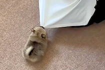 まんまるの『極小赤ちゃん犬』→ケージを掃除中『かまって！』と文句を言って…思わず悶絶する光景が396万再生「毛玉で草」「電池で動いてる？」