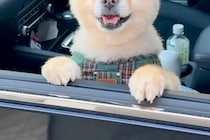 帰省時、犬を連れて行った結果→嬉しくなりすぎて…おじいちゃんおばあちゃんとの『半年ぶりの再会』が28万再生「ニコニコで最高」「可愛い」