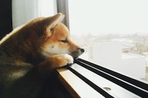犬がみせる『寂しかった』サイン4選　愛犬の寂しさをやわらげるために飼い主がすべき工夫とは？