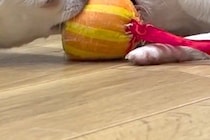 おもちゃを取り合っている2匹の犬→『動かなくなったな』と思い、ふと様子を見てみたら…『まさかの光景』が34万再生「電池切れｗ」「愛おしい」