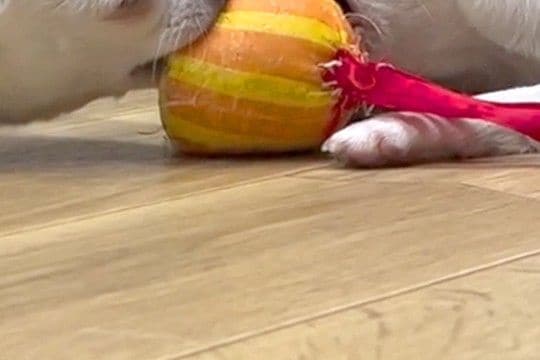 おもちゃを取り合っている2匹の犬→『動かなくなったな』と思い、ふと様子を見てみたら…『まさかの光景』が34万再生「電池切れｗ」「愛おしい」