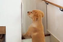 立ち入り禁止の2階に行きたがる子犬→階段に『バリケード』を設置した結果…思っていたのと違う展開に反響「めっちゃ笑ったｗ」「大物の予感」