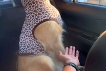 車で『買い物中の妻』を大型犬と一緒に待った結果→話しかけてもシカトされて…辛辣すぎる『まさかの態度』に爆笑「凛としてて草」「姿勢がｗ」