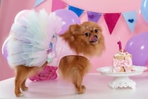 犬にとって『意味のない贅沢』5つ　良かれと思ってやっていることが愛犬に負担を与えることも