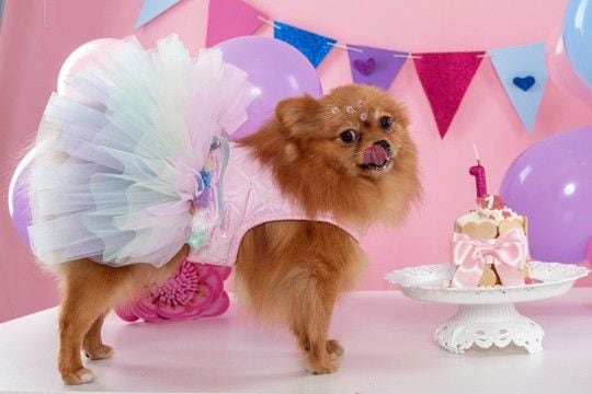 犬にとって『意味のない贅沢』5つ 良かれと思ってやっていることが愛犬に負担を与えることも