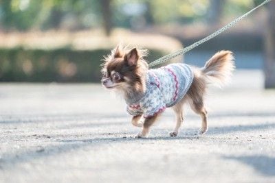 服を着てお散歩するチワワ