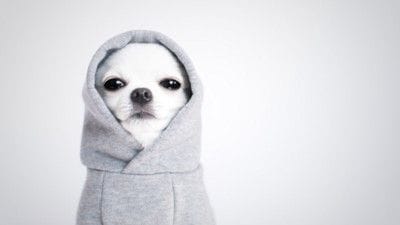服を着せられて不満そうな犬