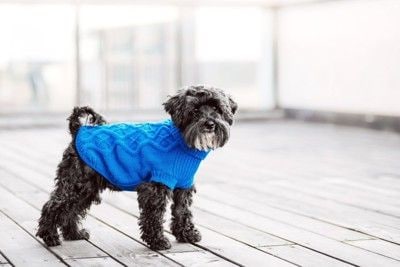 青い服を着た犬