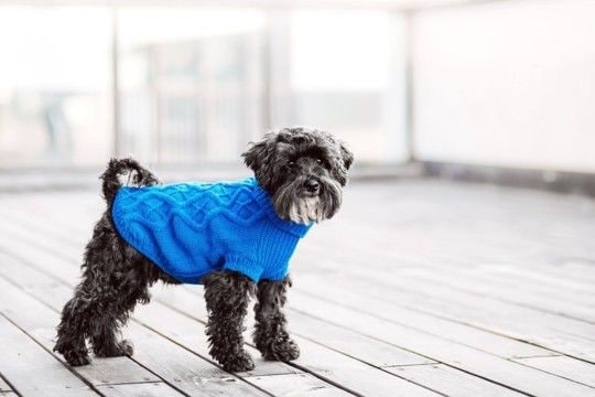 『洋服を着せるべき』犬種5選　ワンコに服は本当に必要なの？メリットまでご紹介
