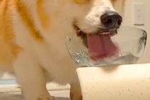 『水を飲む犬』を撮影→『可愛く飲んでいる』と思った、次の瞬間…『衝撃の表情』に8万いいね集まる「クセ強すぎて最高に可愛い」「白目で草」