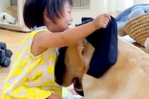 お昼寝している大型犬→他の犬が『1歳の女の子』と遊んでいるのを見て…平和で愛おしい光景が41万再生「見てる時の顔ｗｗ」「みんな可愛い」