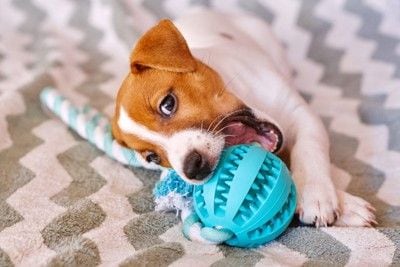 青いおもちゃを噛む子犬